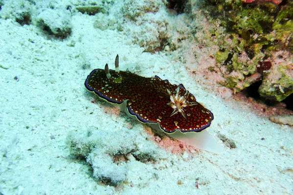 Csupaszkopoltyús csigák, a Vörös tenger, Egyiptom — Stock Fotó