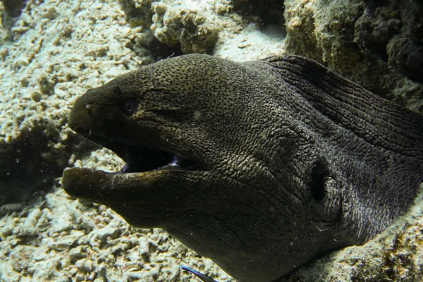 Dev Müren balığı, red sea, Mısır