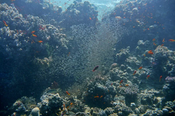 oluşumu, red sea, Mısır'da balık