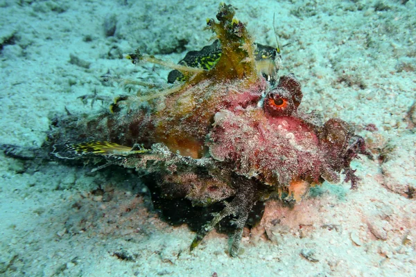 Marcheur de la mer Rouge, Égypte — Photo