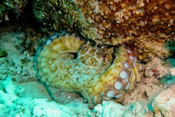 Octopus hiding under a rock, Red Sea, Egypt — Stock Photo, Image