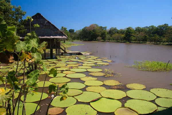 Γίγαντας lillies η Αμαζόνας είναι η επαρχία, Κολομβία Εικόνα Αρχείου