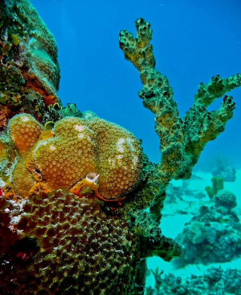 Πολύχρωμα κοράλλια στο san andres, Κολομβία Φωτογραφία Αρχείου