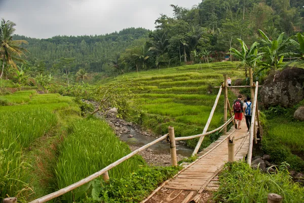 Ρύζι terrases στην Ιάβα, Ινδονησία Royalty Free Εικόνες Αρχείου