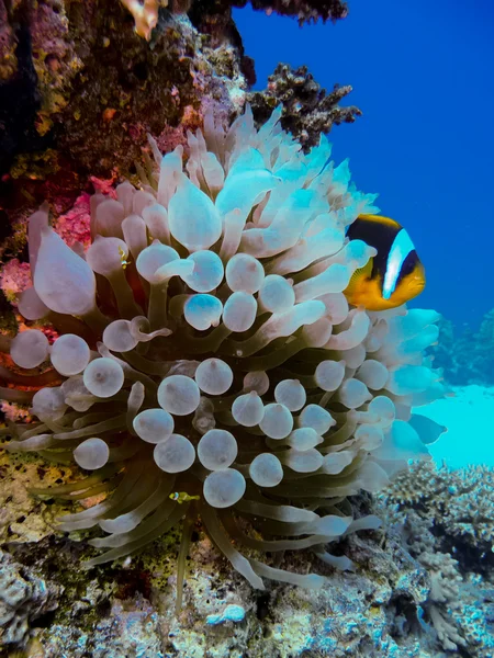 palyaço balığı ve onun bebekler