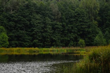 Bir sonbahar sabahında ormandaki göl.
