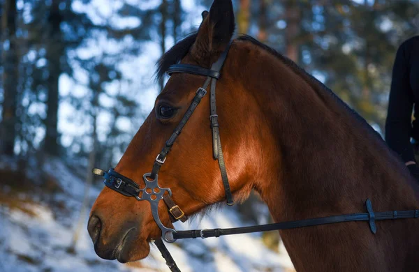Muzzle Brown Horse Winter Close — Foto Stock