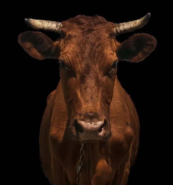 head of a cow on the background of a field ,on a farm