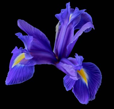 Iris flower growing on black background nature