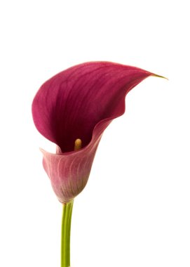 calla flower growing on white background, zantedeschia flower