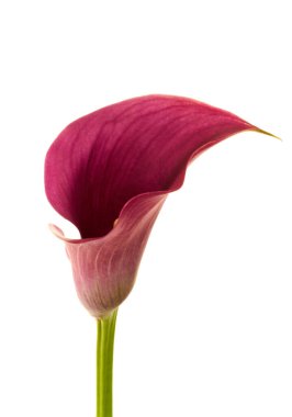calla flower growing on white background, zantedeschia flower