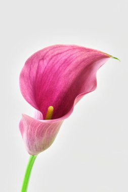 calla flower growing on white background, zantedeschia flower