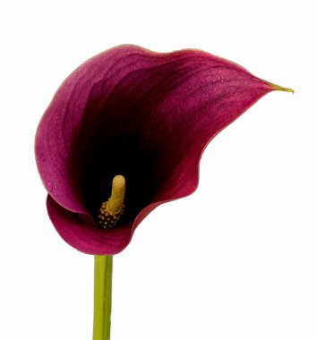 calla flower growing on white background, zantedeschia flower