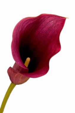 calla flower growing on white background, zantedeschia flower