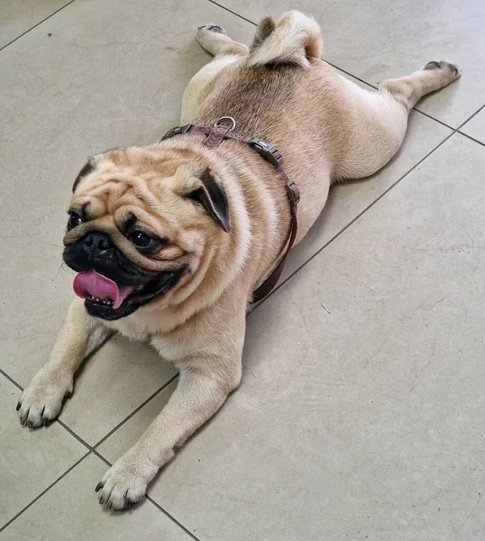 Мопс Собака Лежить Підлозі Вдома Домашні Тварини — стокове фото