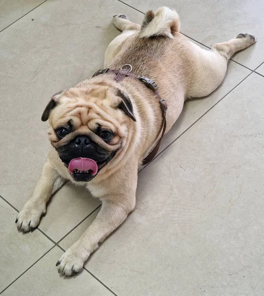 Perro Pug Encuentra Suelo Casa Mascotas — Foto de Stock