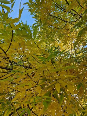 Sonbaharda parkta ağaçlarda sarı yapraklar, doğa.