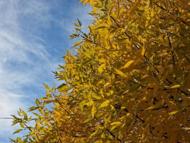 Sonbaharda parkta ağaçlarda sarı yapraklar, doğa.