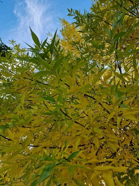 Yellow Leaves Trees Autumn Park Nature — Stock Photo, Image