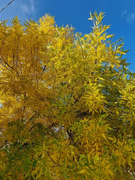 公園内の秋には黄色の葉が — ストック写真