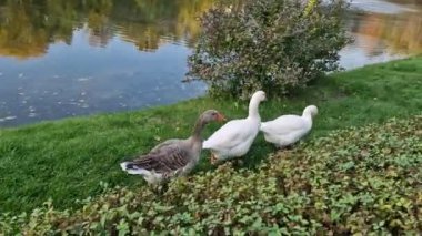 Yeşil çimenlerin üzerinde beyaz kaz