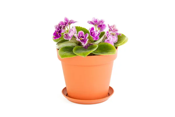 Pink violet. Room flower in a flowerpot — Stock Photo, Image