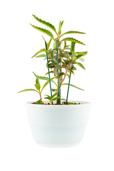 Room flower in white flowerpot — Stock Photo, Image