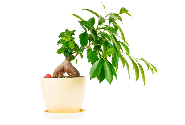 Outline ficus. Room flower in ceramic flowerpot — Stock Photo, Image