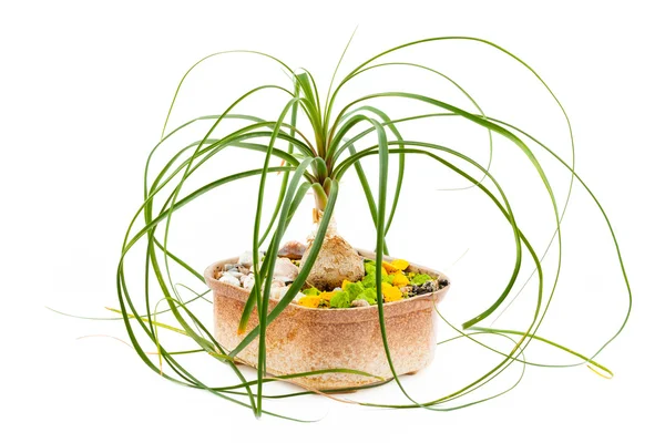 花象脚。セラミック植木鉢でお部屋の花 — ストック写真