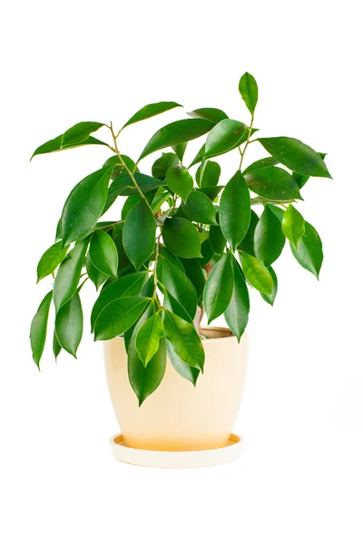 Ficus. Flor de habitación en una maceta — Foto de Stock