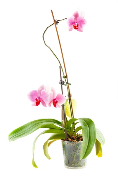 Orquídea rosa. Flor de habitación en maceta transparente — Foto de Stock