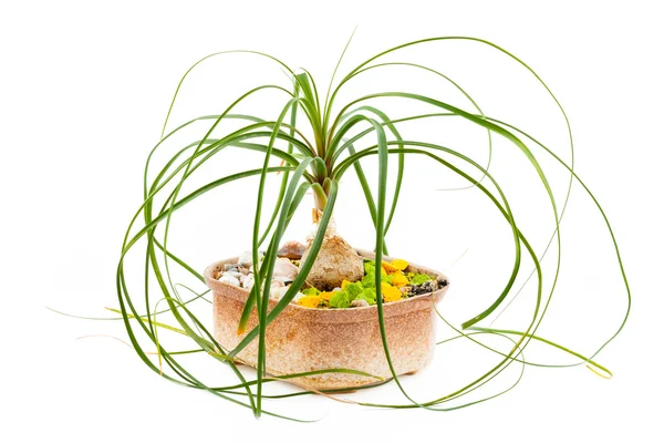 Flower elephant leg. Room flower in ceramic flowerpot — Stock Image Flower elephant leg. Room flower in ceramic flowerpot Stock Photo