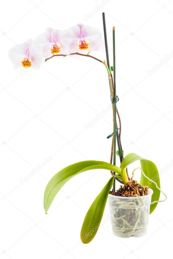 White Orchid. Room flower in transparent flowerpot