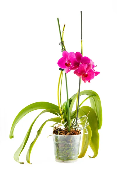 Purple orchid. Pot flower in transparent flowerpot — Stock Photo, Image