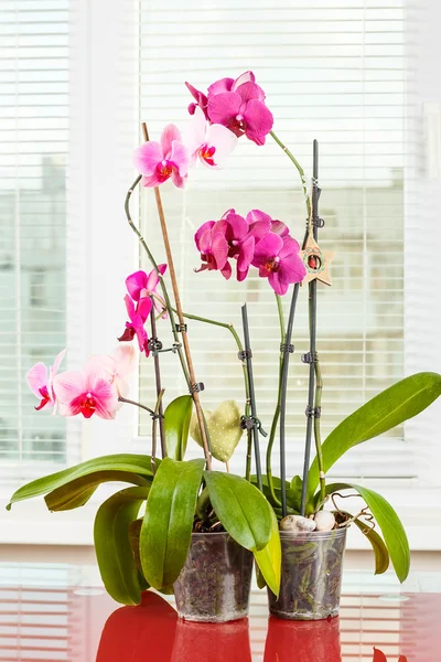 Orquídea púrpura. Flor de maceta en maceta transparente — Foto de Stock