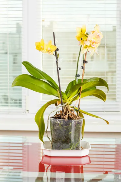 Sárga orchidea. virágcserép átlátszó virág pot — Stock Fotó