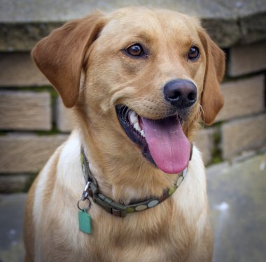 Dili çıkmış bir köpek.