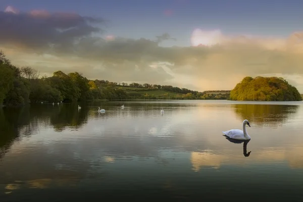 Lago dei cigni — Foto Stock