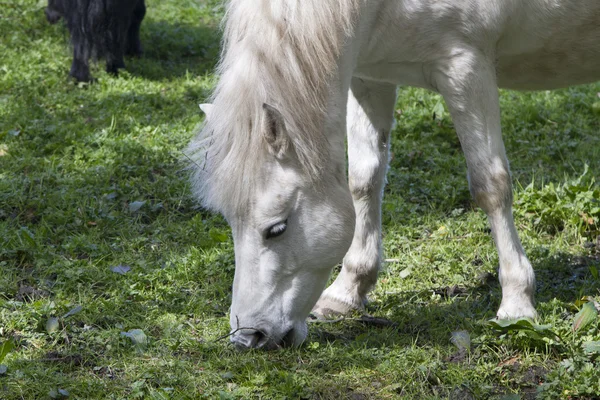 Cavallo bianco mangiare — Foto Stock