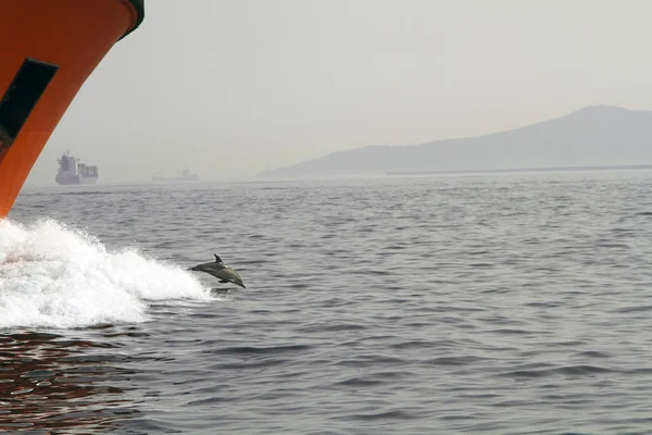 Dolphin dalış — Stok fotoğraf