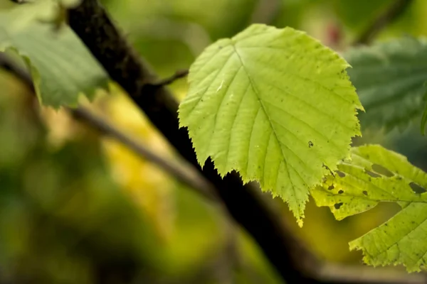 Hoja de otoño — Foto de Stock