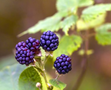 taze yaban brambles