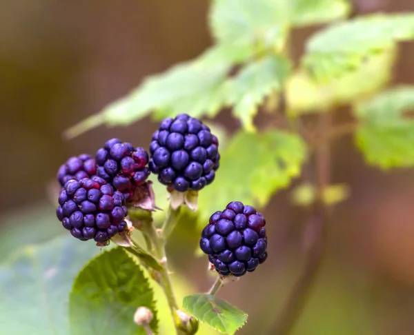 taze yaban brambles