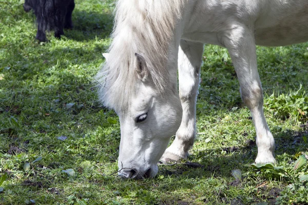 Beautiful White Horse — Stock Photo, Image