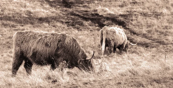 Highland cattle eating — Stock Photo, Image