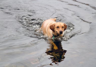labrador köpek Yüzme