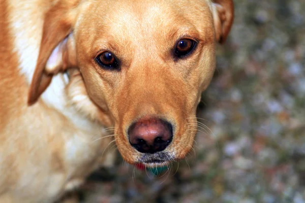 Close up view of a Labrador — Stock Photo, Image