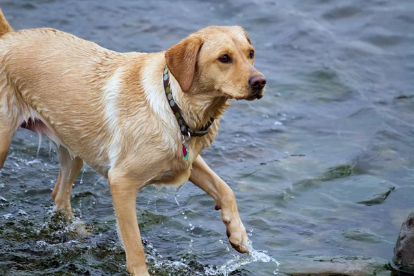 Labrador Dog dripping wet — Stock Photo, Image
