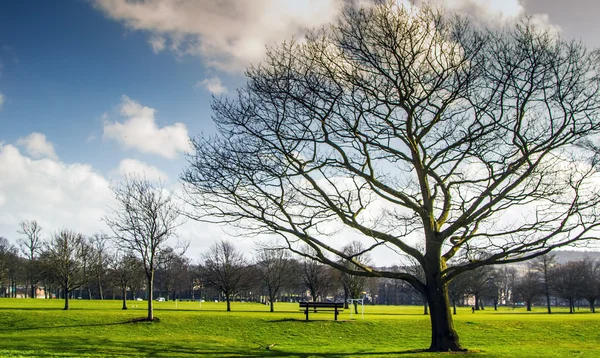 Park w perth Szkocja — Zdjęcie stockowe