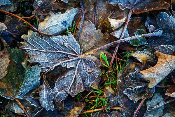 Broken frosty leave — Stock Photo, Image